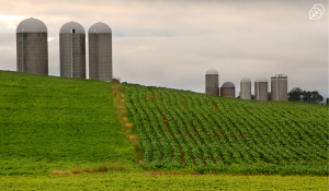 Silos- Blog