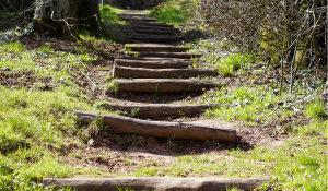 Steps In the Forest- Blog